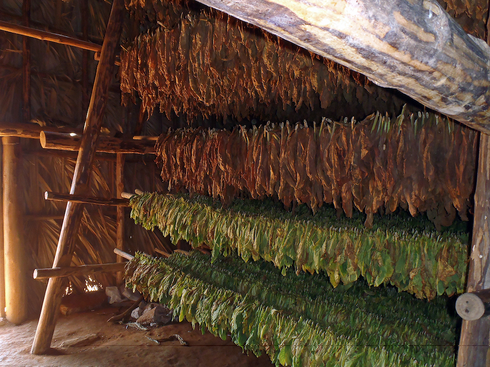 Tobacco leaves drying in a barn in Vinales