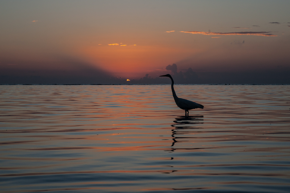 Heron hunting at sunrise in San Pedro, Belize. Free or cheap activities, watch the sunrise. 