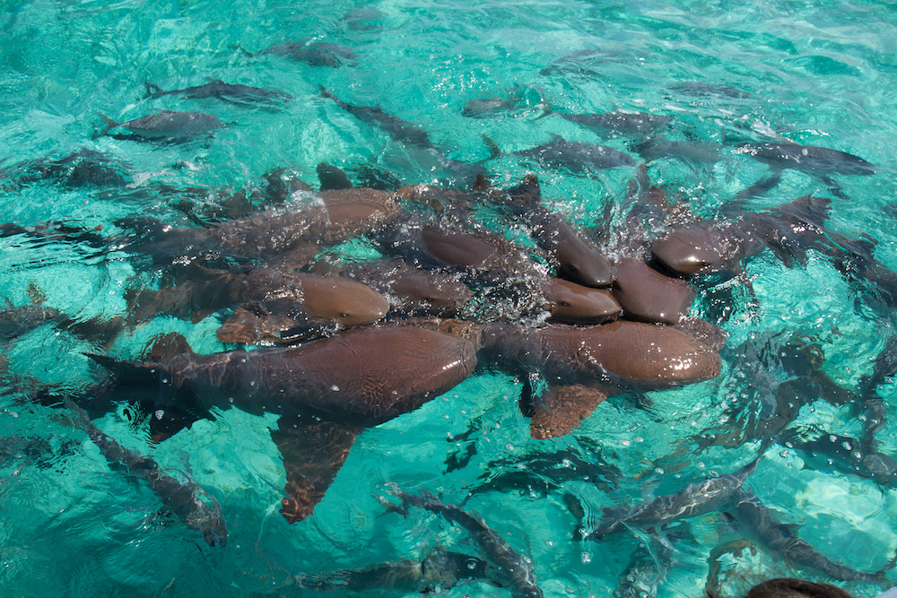 Group of nurse sharks in Hol Chan Marine Reserve, Belize. Travel with Lady Chin Belize travel series.