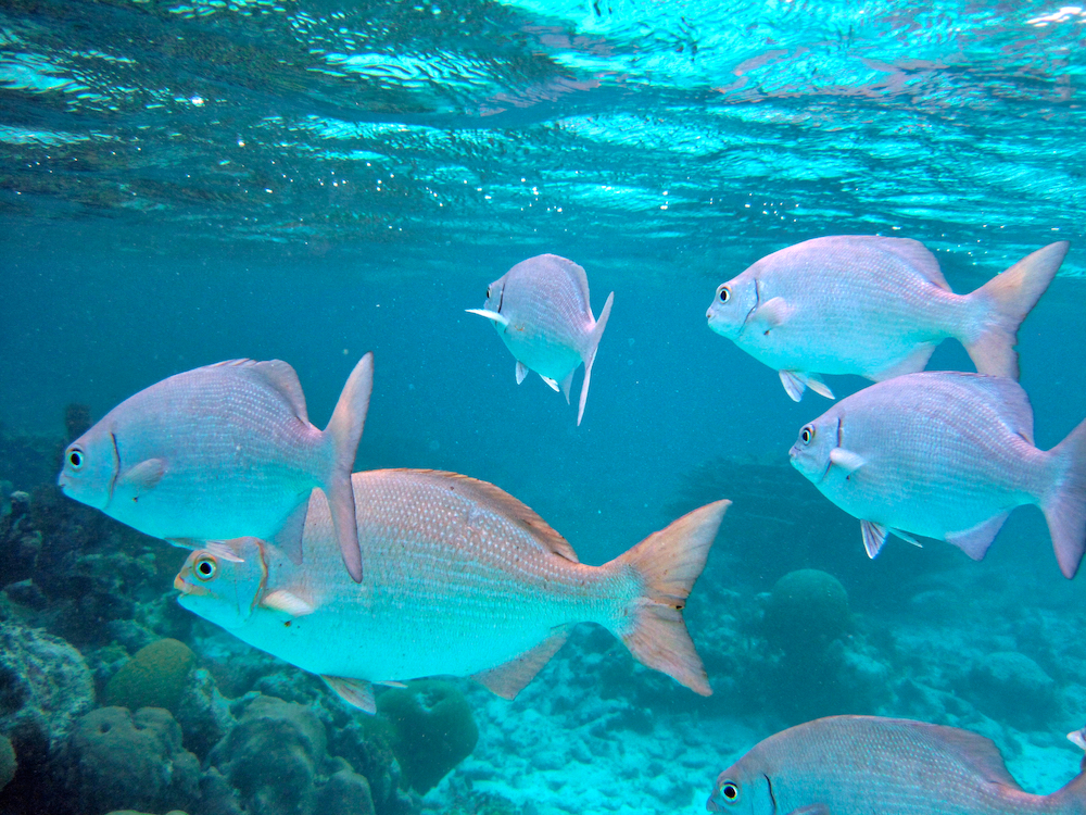 School of fishes swimming in Hol Chan Marine Reserve, Belize 