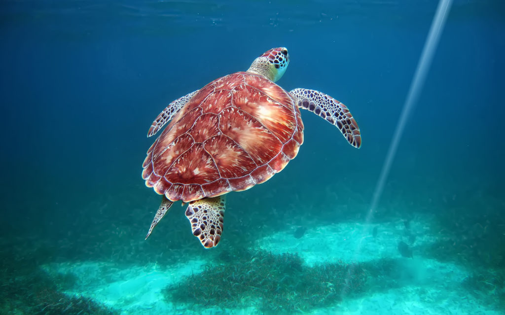 Hol Chan Reserve, Belize. Snorkeling with turtles.