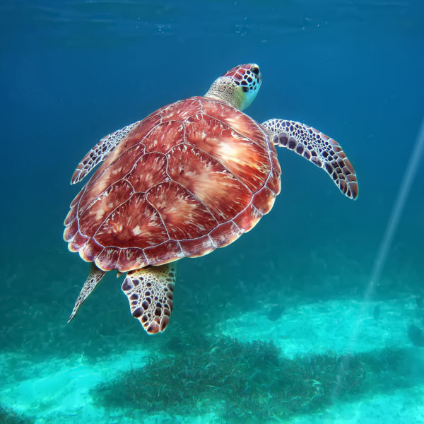 Hol Chan Reserve, Belize. Snorkeling with turtles.