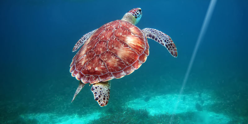 Hol Chan Reserve, Belize. Snorkeling with turtles.