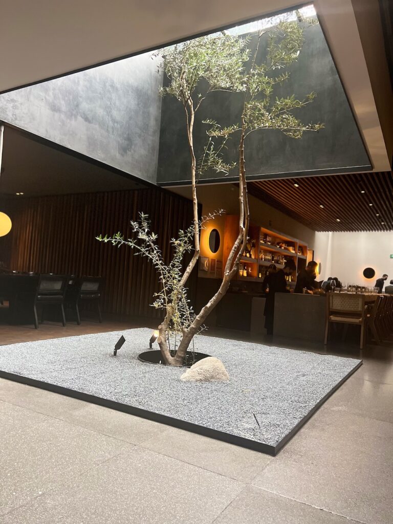 Image of tree and the beautiful ambiance inside Pujol Restaurant in Mexico City. 